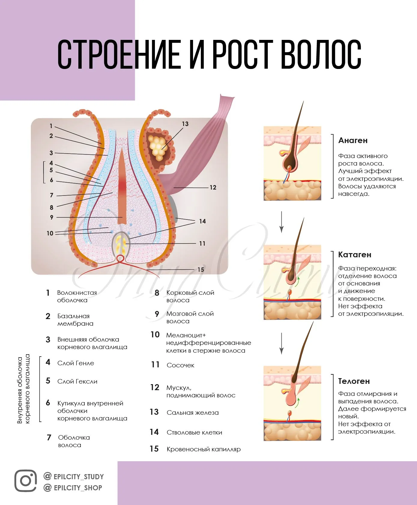 Практическое руководство - Фазы роста волос: просто о сложном цикле жизни волоса Визуальное руководство по: фазы роста волос