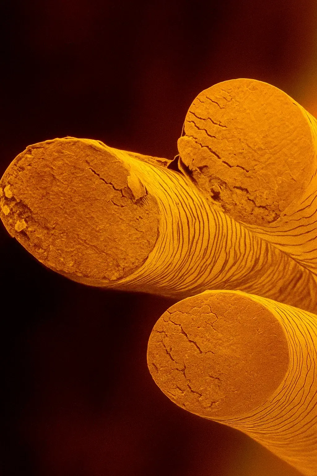 Визуальное руководство по: кортекс волоса