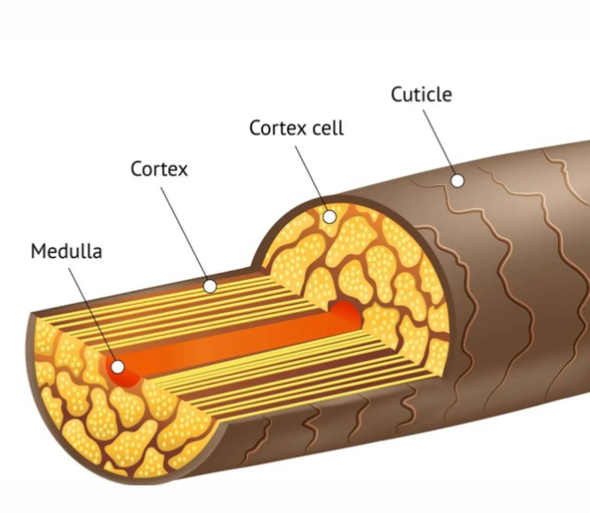 Визуальное руководство по: кутикула волоса