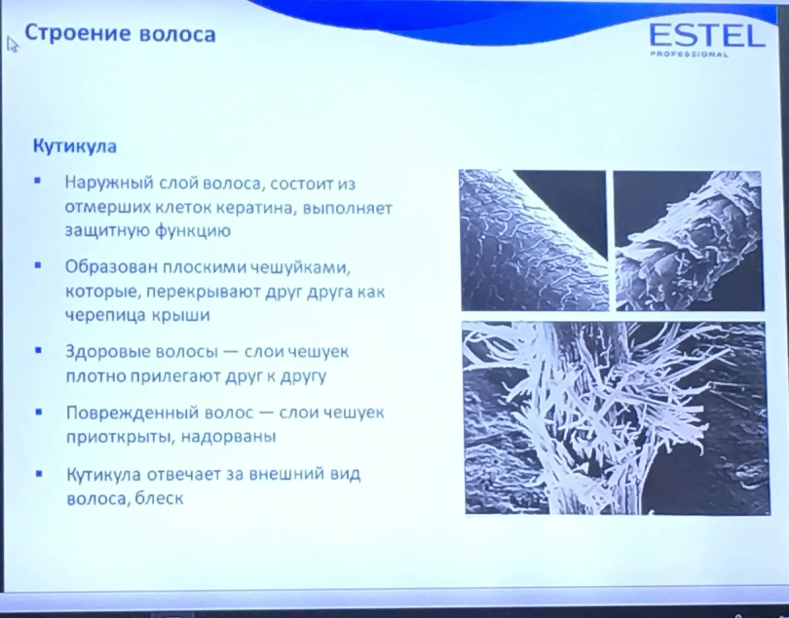 Сравнительный анализ: строение волоса человека