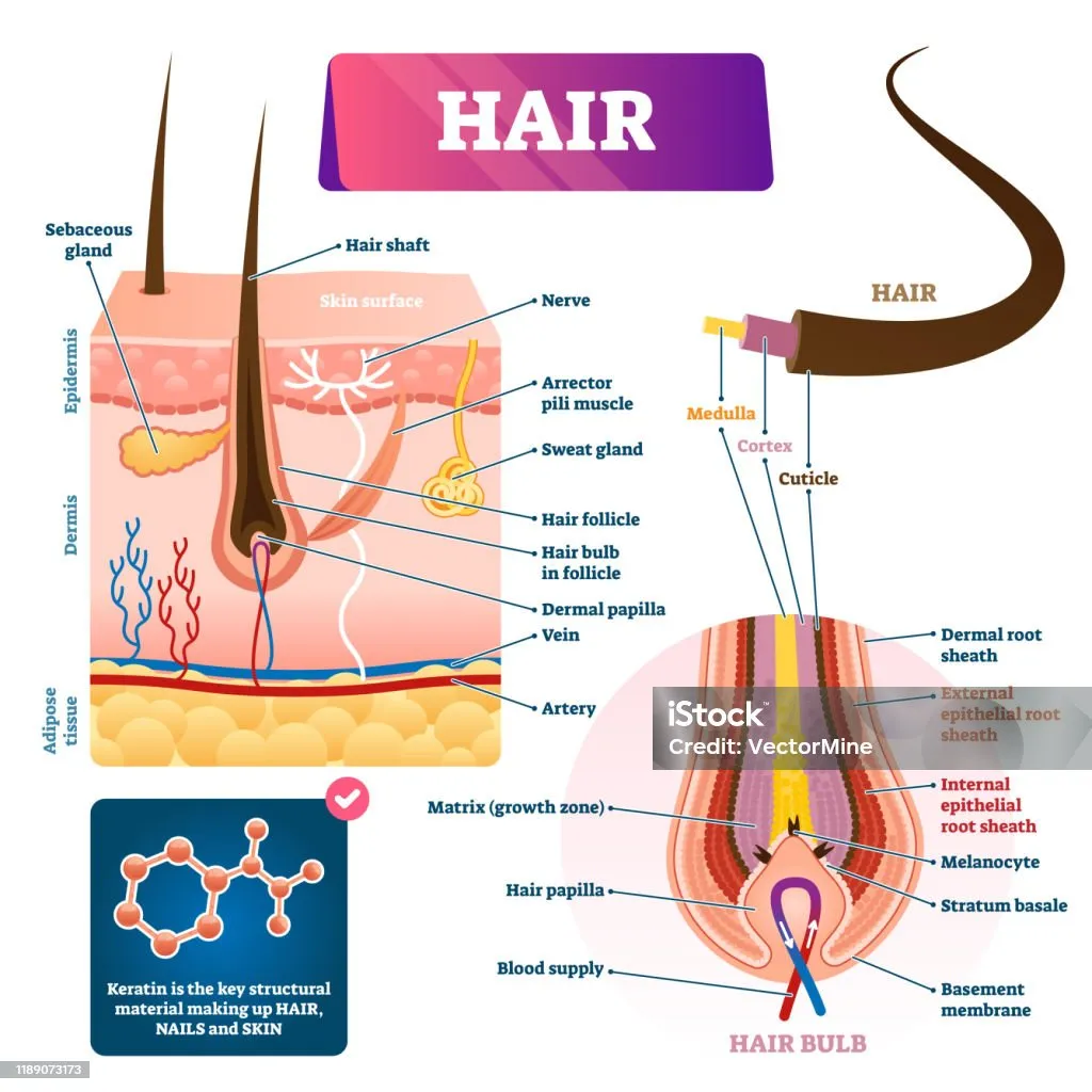 | Салон красоты | stroenie volosa