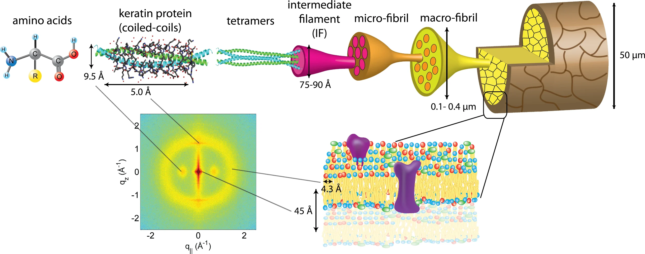 Актуальные новости: структура волоса