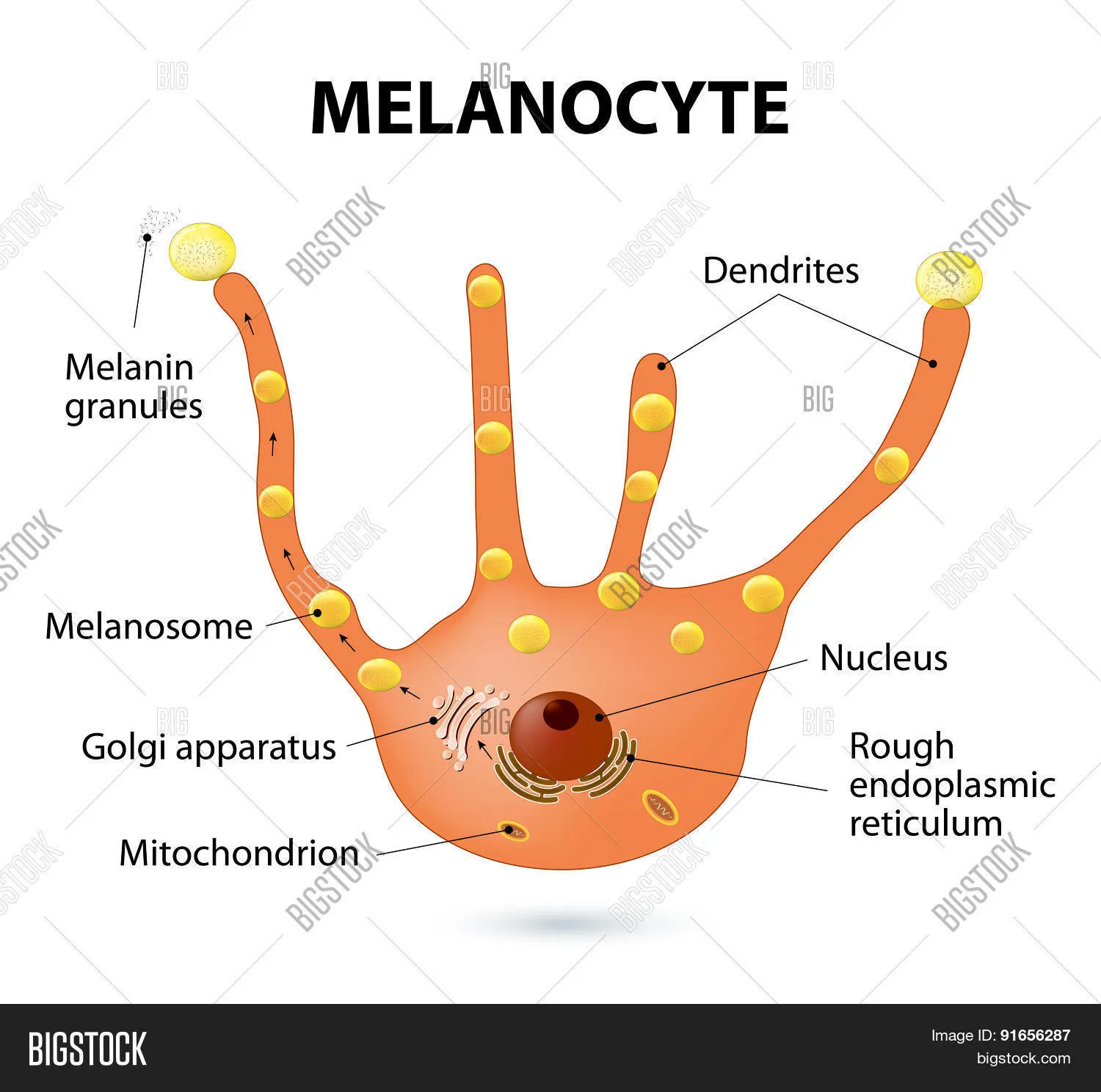 Образовательный материал - Почему волосы черные: научное объяснение цвета волос Визуальное объяснение: типы меланина