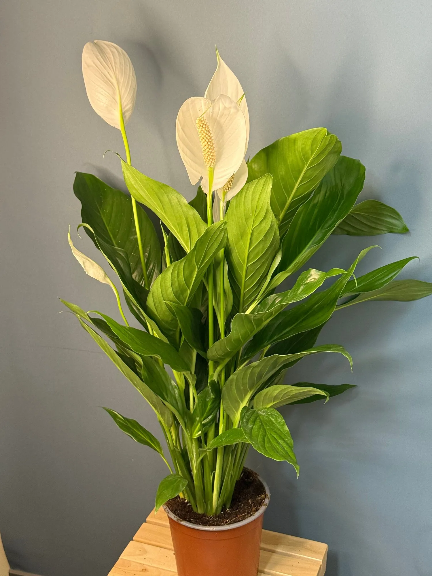 Актуальные новости: женское счастье