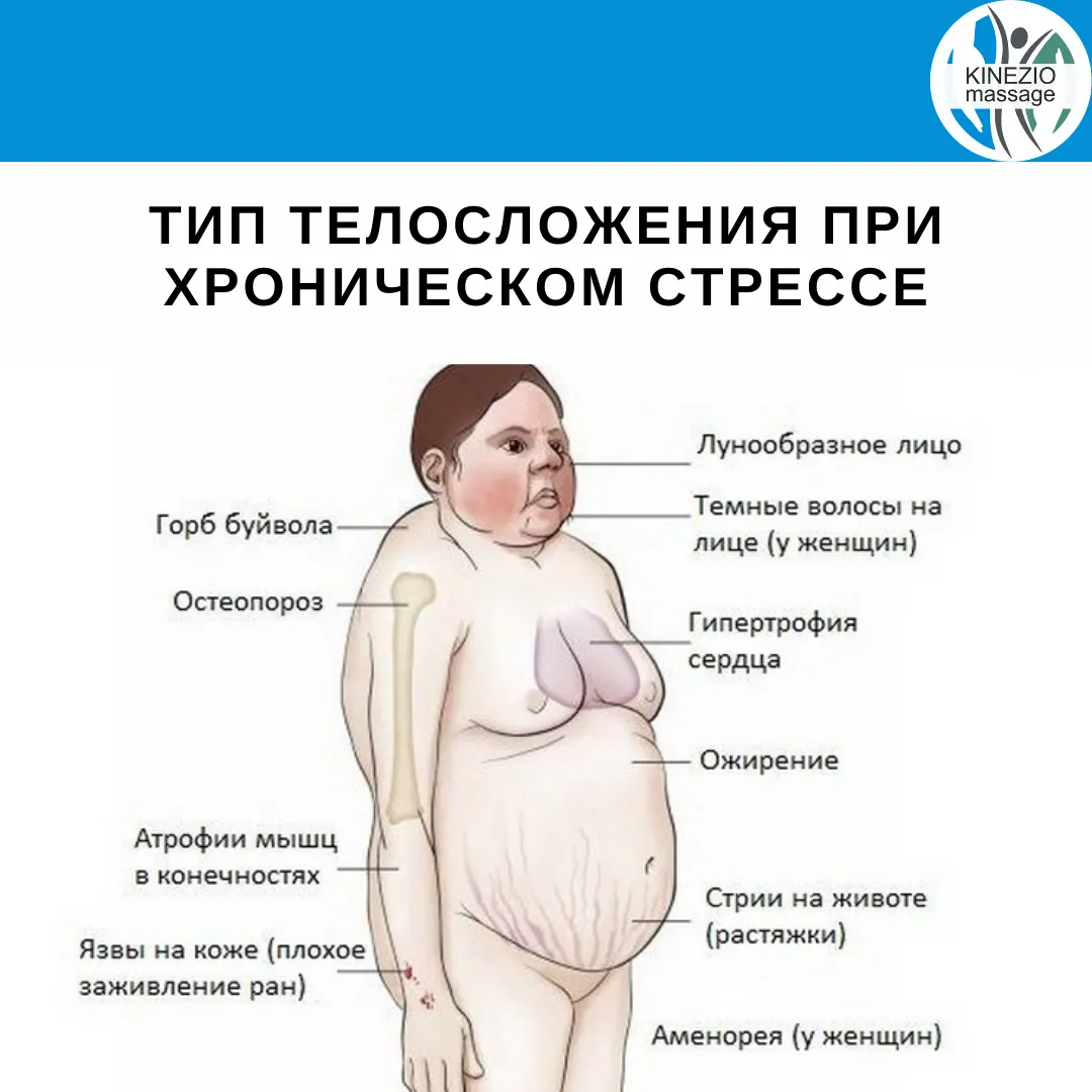 Процесс роста волос после родов: фазы жизненного цикла волосяного фолликула и влияние гормонов