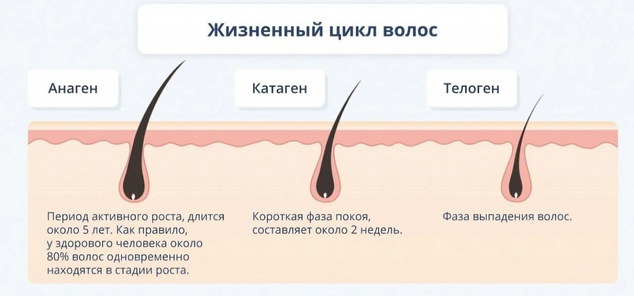 Визуальное руководство по: Сколько растут волосы. Сравнение волосяных фолликулов в фазе анагена и телогена под микроскопом.