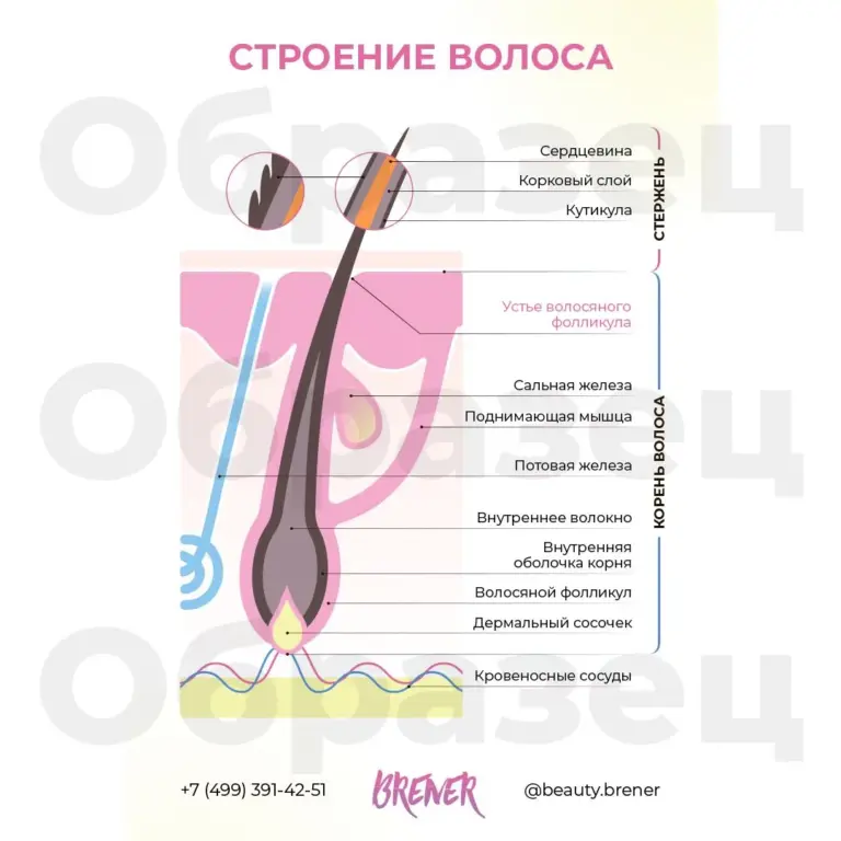 Уход за волосами — Структура кудрявого волоса