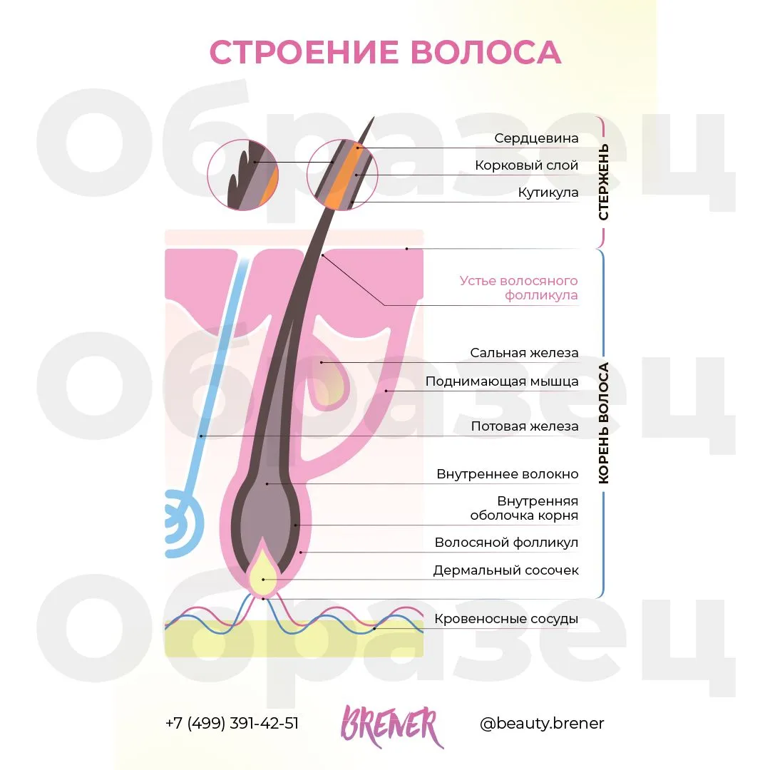 | Салон красоты | struktura kudryavogo volosa