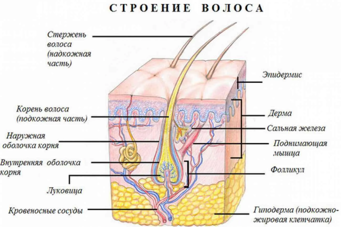 Актуальные новости: структура прямых волос