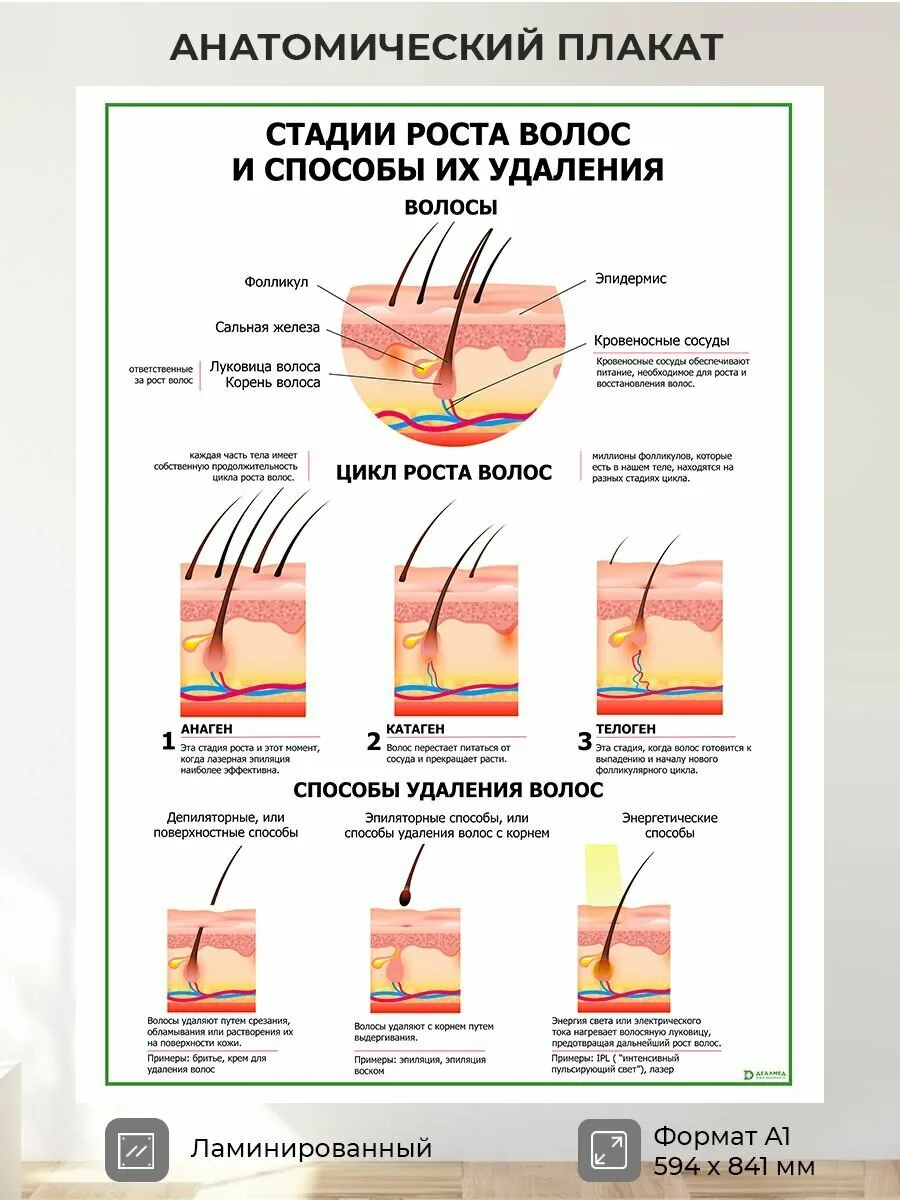 Образовательный материал - Фазы роста волос: просто о сложном цикле жизни волоса Визуальное объяснение: цикл роста волос